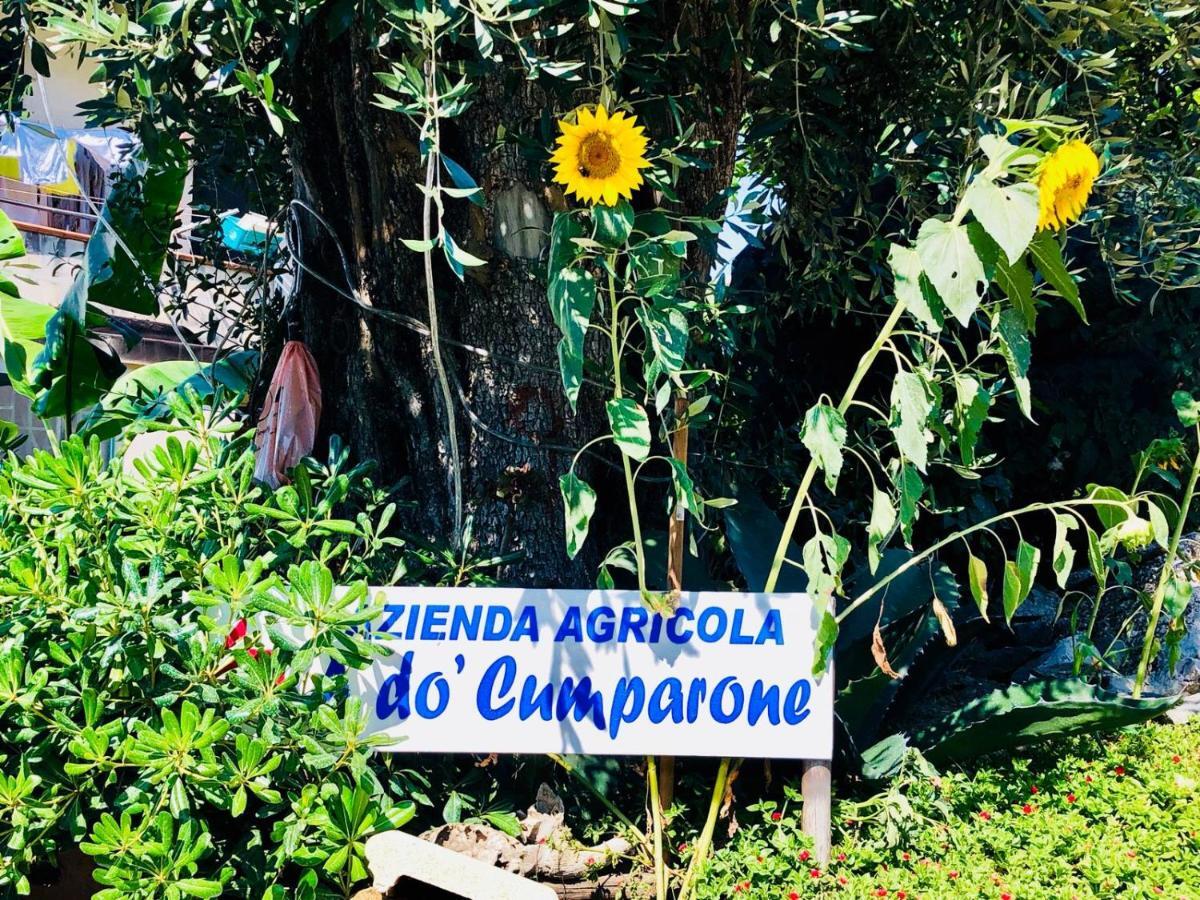 Agriturismo A Do' Cumparone Corbara  エクステリア 写真