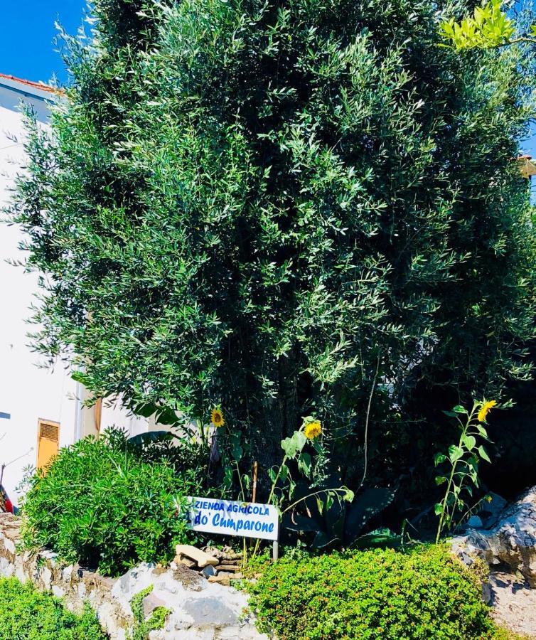 Agriturismo A Do' Cumparone Corbara  エクステリア 写真